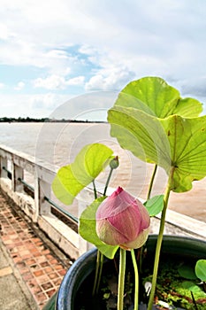 Riverside Pink Lotus