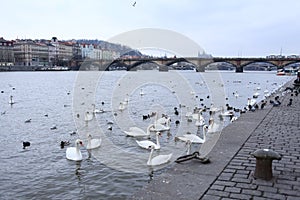 Riverside in Prague. Birds. Swans and ducks.
