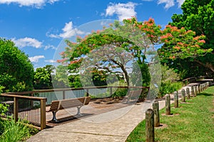 A riverside promenade with benches and a viewing terrace among the Royal Poinciana Trees