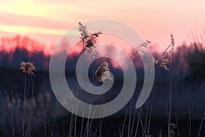 Riverside sunset on the meadows in Ukraine side through the reeds