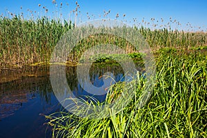 Riverside vegetation