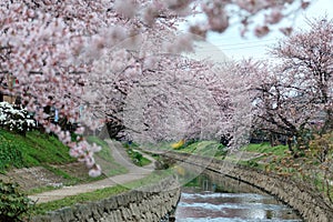 Riverside walkways under beautiful archways of pink cherry blossom trees Sakura Namiki along the river bank