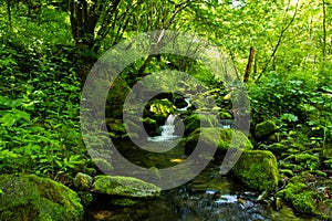 Riverway Overgrow With Green Paint in Mountain