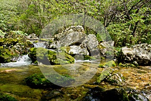 Riverway Overgrow With Green Paint in Mountain photo