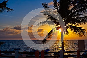 Riviera Maya sunrise beach palm tree