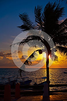 Riviera Maya sunrise beach palm tree
