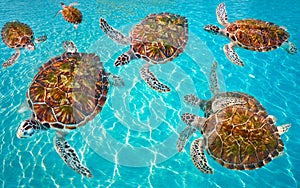 Riviera Maya turtles photomount on Caribbean