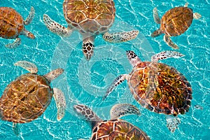 Riviera Maya turtles photomount on Caribbean