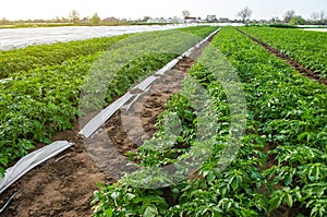 Riviera variety potato bushes on plantation field. Growing food vegetables. Olericulture. Agriculture farming on open ground. photo