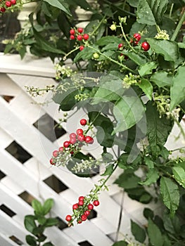 Rivina humilis or Bloodberry.