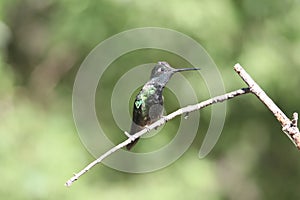 Rivoli`s Hummingbird Eugenes fulgens 14