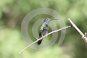 Rivoli`s Hummingbird Eugenes fulgens 16