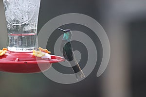 Rivoli`s Hummingbird Eugenes fulgens 3