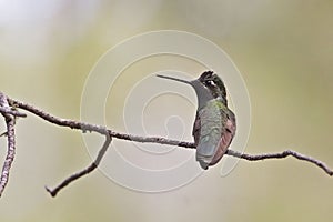 Rivoli`s Hummingbird, Eugenes fulgens, on perch