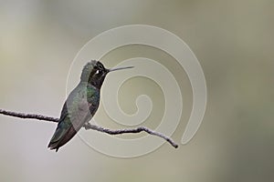 Rivoli`s Hummingbird, Eugenes fulgens, perched