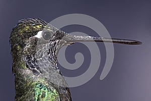 Rivoli`s Hummingbird, Eugenes fulgens, profile