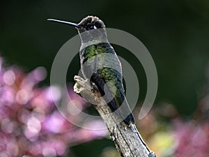 Rivoli`s hummingbird, Eugenes fulgens, San Gerardo de Dota, Costa Rica