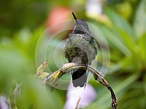 Rivoli`s hummingbird, Eugenes fulgens, San Gerardo de Dota, Costa Rica