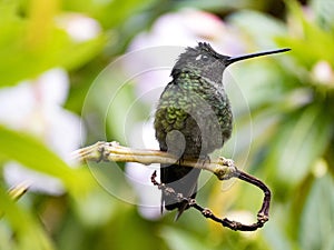 Rivoli`s hummingbird, Eugenes fulgens, San Gerardo de Dota, Costa Rica