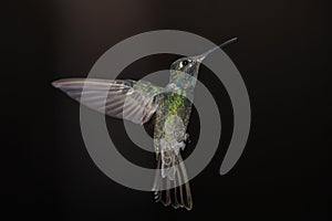 Rivoli\'s Hummingbird hovers against dark background