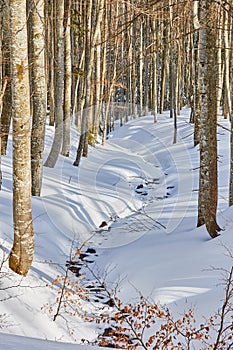 Rivulet meandering through a forest, covered with a snow blanket. Winter hiking scenery in Bucegi mountains Carpathians, Romania