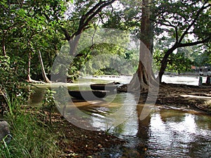 Rivulets through the jungle of kaveri river