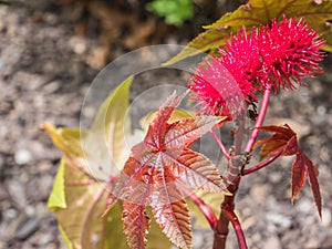Rizinus, Ricinus communis in the garden