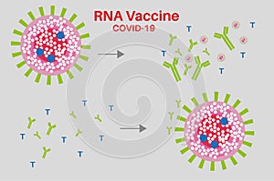 RNA Covid vaccine with spike proteins antibodies and T-cells photo