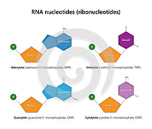 RNA nucleotides (ribonucleotides).