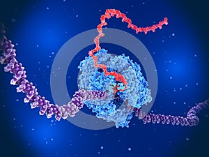 RNA Polymerase II transcribing DNA into RNA