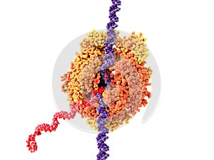 RNA Polymerase II transcribing DNA into RNA