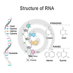 RNA. structural formula of adenine, cytosine, guanine and uracil photo