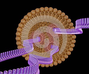 RNA strands or small interfering RNA or siRNA, mRNA or CRISPR inside of lipid-based nanoparticl