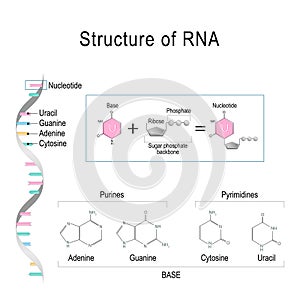 RNA structure. Adenine, Cytosine, uracil, Guanine, Ribose, Nucleotide, Pyrimidine, Purine, and Sugar phosphate backbone photo