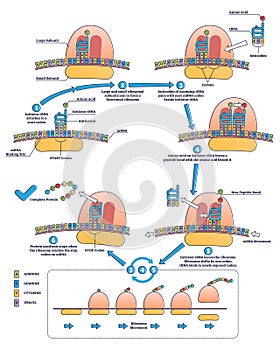 RNA translation as process of transcription of DNA to RNA outline diagram