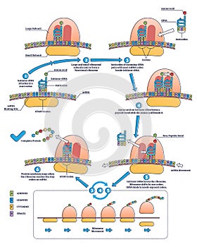 RNA translation as process of transcription of DNA to RNA outline diagram photo