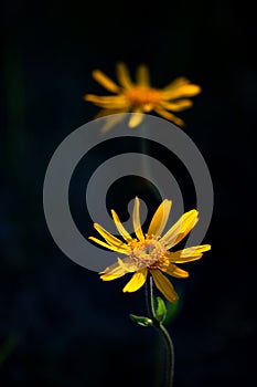 Arnica montana flower on the alps orobiche Lombardy Italy photo