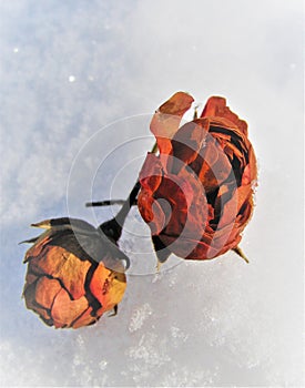 Two roses in the snow.  last year