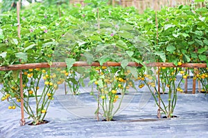 roach berry, Dutch eggplant or Indian Nightshade