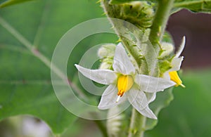 roach berry flowers on tree.