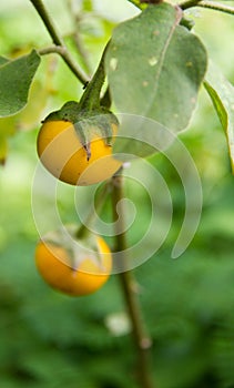 roach berry fruit on tree.