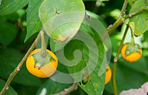 roach berry Solanum aculeatissimum Jacq.