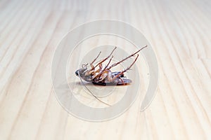 Roach dead on wooden floor for use as a pest control concept.