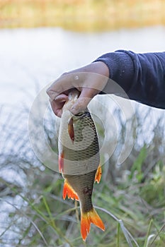 A roach fish in the hand of a fisherman teenage boy