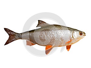 Roach fish isolated on white background