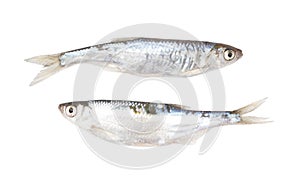 Roach fish isolated white background. Close-up