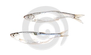 Roach fish isolated white background. Close-up