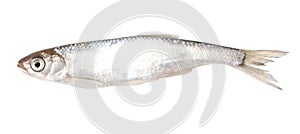 Roach fish isolated white background. Close-up