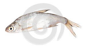 Roach fish isolated white background. Close-up