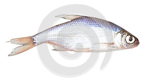 Roach fish isolated white background. Close-up